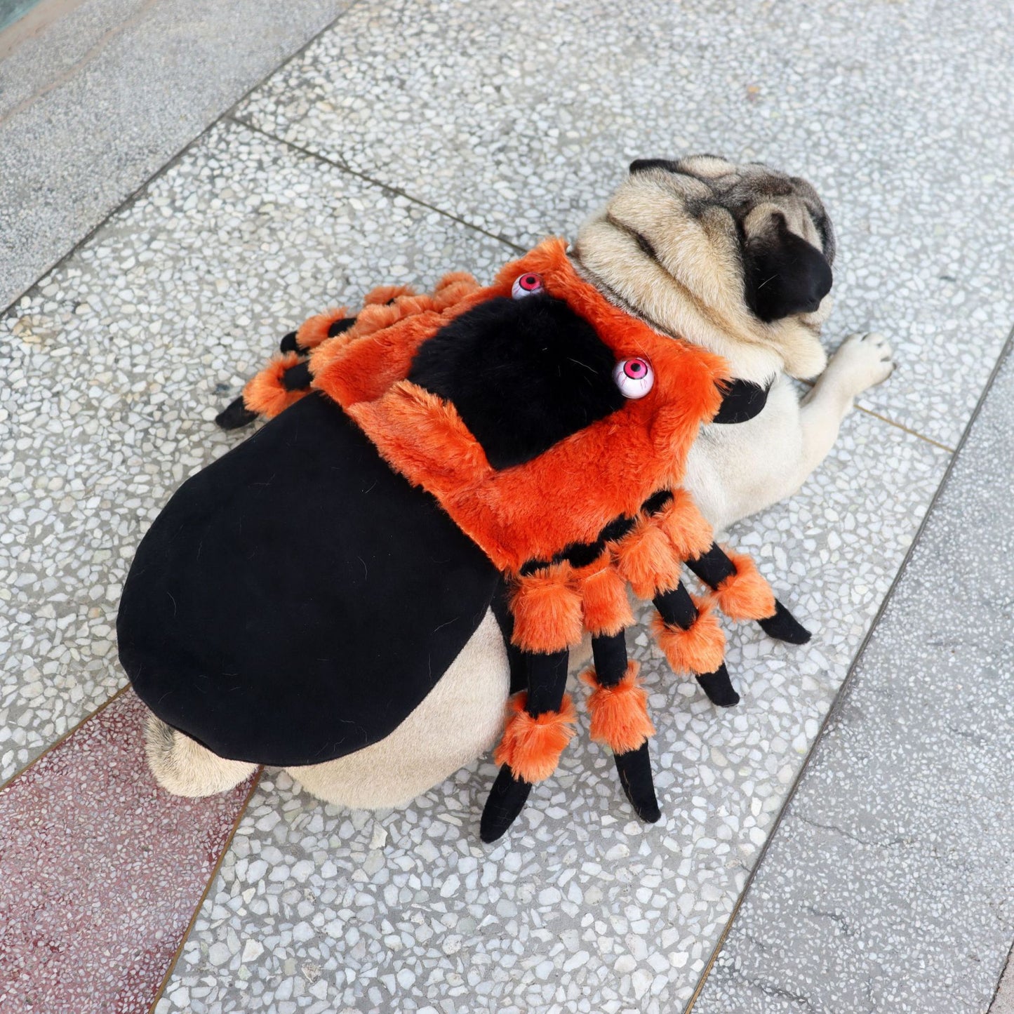 Halloween Spider Dog Costume