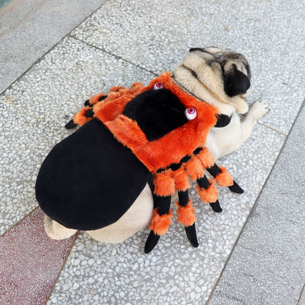 Halloween Spider Dog Costume