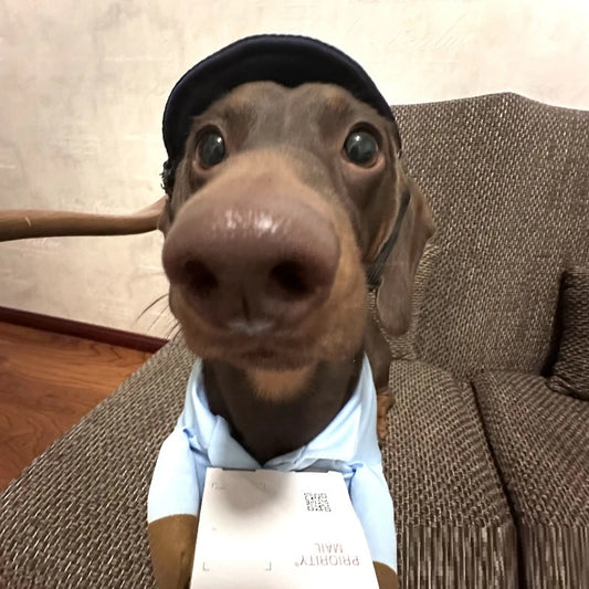 Halloween Premium Funny Cat/Dog Mailman Costume